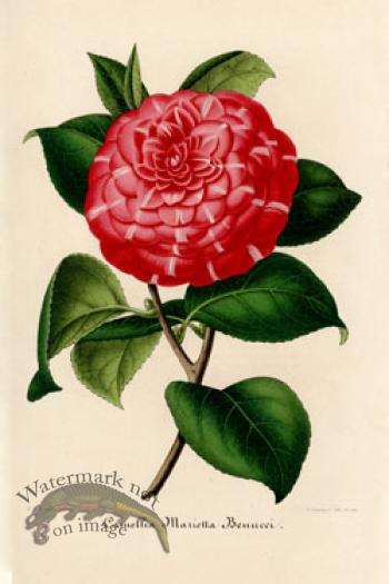 Camellias